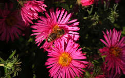 őszirózsa méh rovar