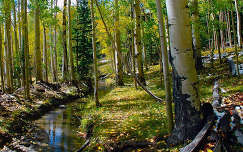 ősz patak címlapfotó erdő