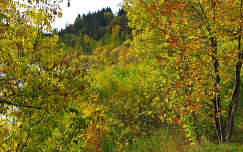 ősz erdő