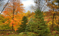 fenyő örökzöld ősz fa kertek és parkok