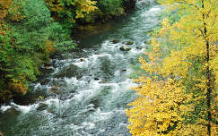 ősz folyó erdő