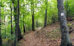 Pécs, Mecsek, erdő, fa, erdei út