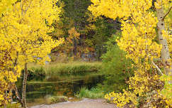 címlapfotó ősz fa patak erdő
