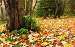 címlapfotó ősz fa levél erdő