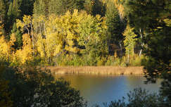 ősz erdő tó