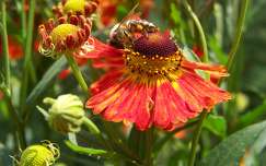 kokárdavirág méh rovar