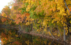 ősz címlapfotó erdő tükröződés