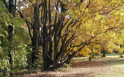 Szarvas - őszi arborétum - fotó: Kőszály