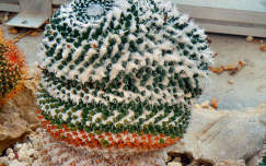 Mozaik kaktusz,Vácrátóti arborétum
