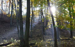 ősz fény út erdő