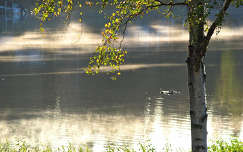 ősz fa folyó fény