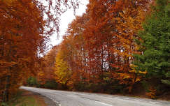 ősz fa út