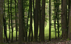 erdő