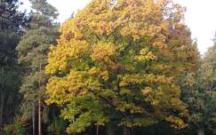 Szarvas-Arborétum-Kocsányos tölgy őszi 