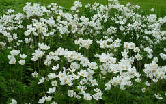 Fehér Virágok