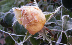 bimbó zúzmara rózsa
