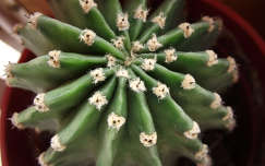 Kaktusz. Fotó: Csonki