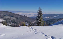 románia hegy fenyő kárpátok erdély örökzöld fa tél