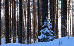 fenyő erdő tél