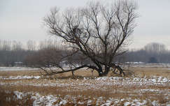 fa mező tél