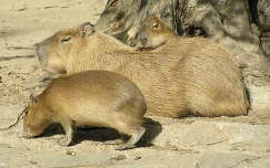 Kapibara két kicsinyével a Budapesti Állatkertben