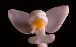 Orchidea - Ludisia discolor