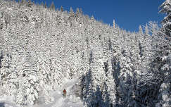 téli sport címlapfotó út tél fenyő erdő