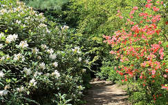 Magyarország, Kám, Jeli arborétum, rododendron