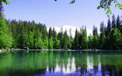 erdő tó tükröződés