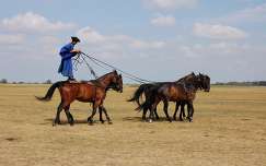 hortobágy lovak magyarország