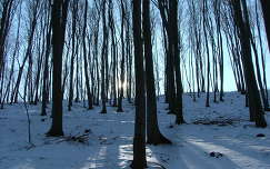 Zempléni erdő télen
