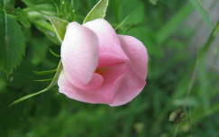 rózsa bimbó