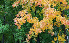 ezerszínű ősz