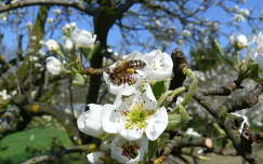 virágzó körtefa szorgalmas méhecskével