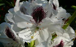 Rhododendron - 
Jeli Arborétum