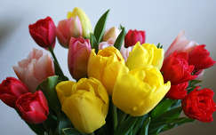 tulipán névnap és születésnap tavaszi virág címlapfotó virágcsokor és dekoráció