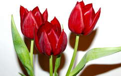 tulipán virágcsokor és dekoráció