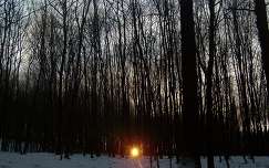 naplemente erdő tél