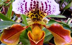 Orchidea a botanikus kertben