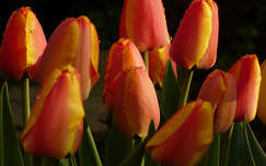 tulipán tavaszi virág vízcsepp