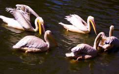 pelikán vizimadár
