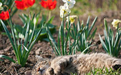 tulipán macska