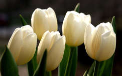 tulipán tavasz tavaszi virág