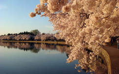 út tavasz tükröződés tó virágzó fa