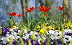 Tavaszi virágok, tulipánok a parkban
