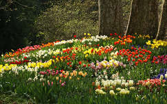 tulipán tavasz kertek és parkok tavaszi virág