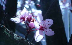virágzó fa