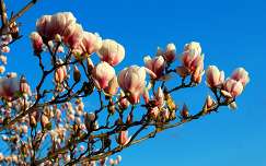 liliomfa vagy magnólia (Magnolia)