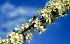 rovar tavasz gyümölcsfavirág virágzó fa méh