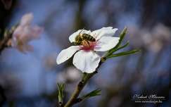 gyümölcsfavirág virágzó fa méh rovar